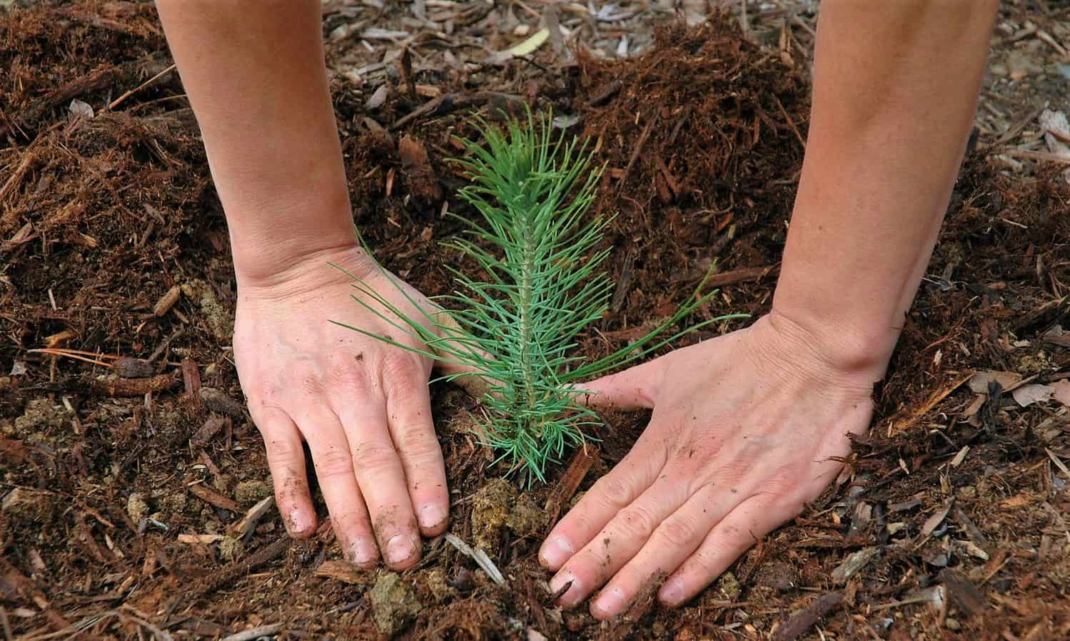 tree plant Burlington park volunteer