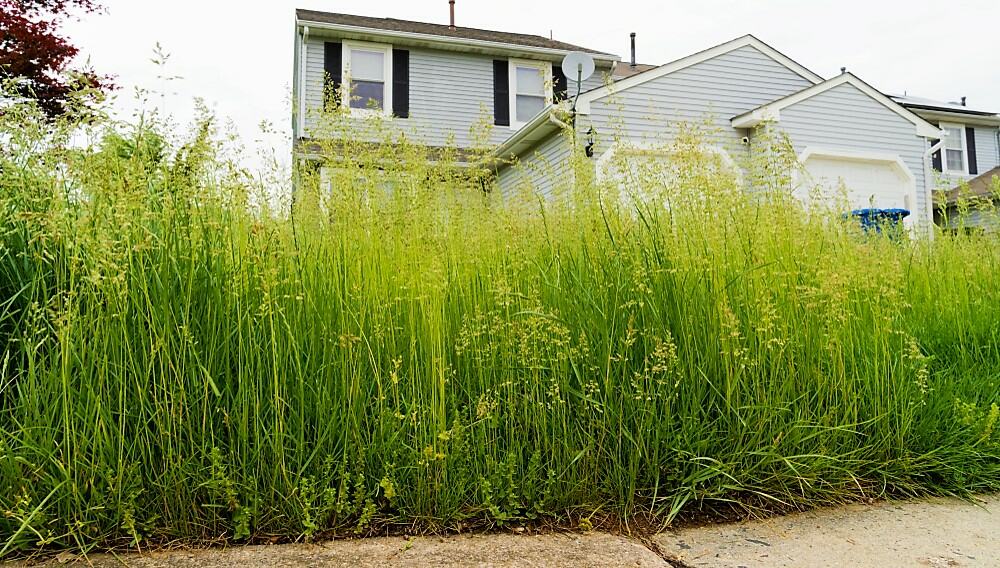 Brampton grass cutting bylaw fines property standards