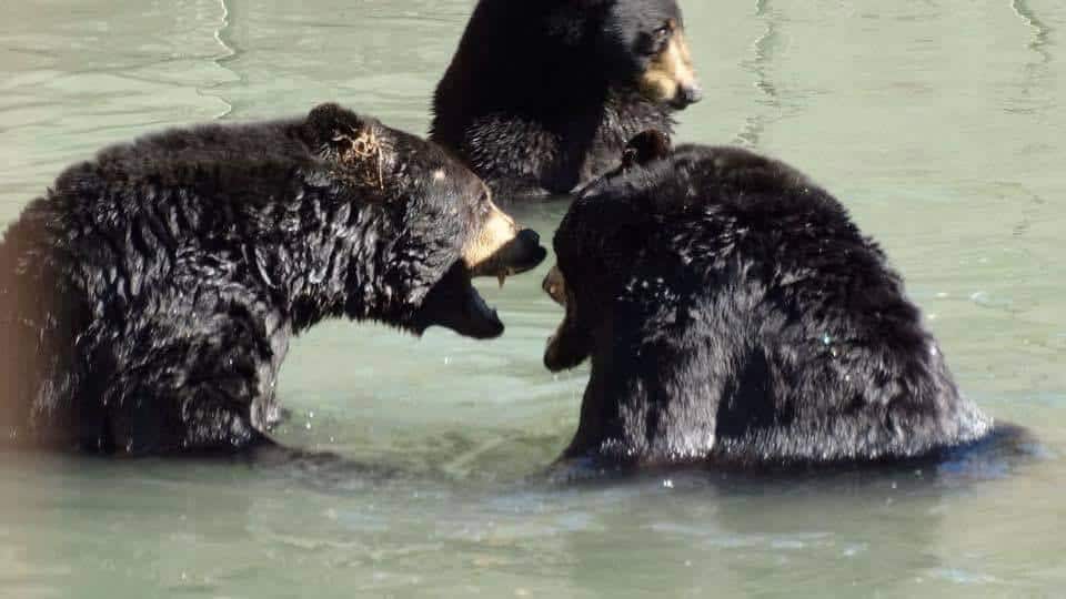 marineland black bears