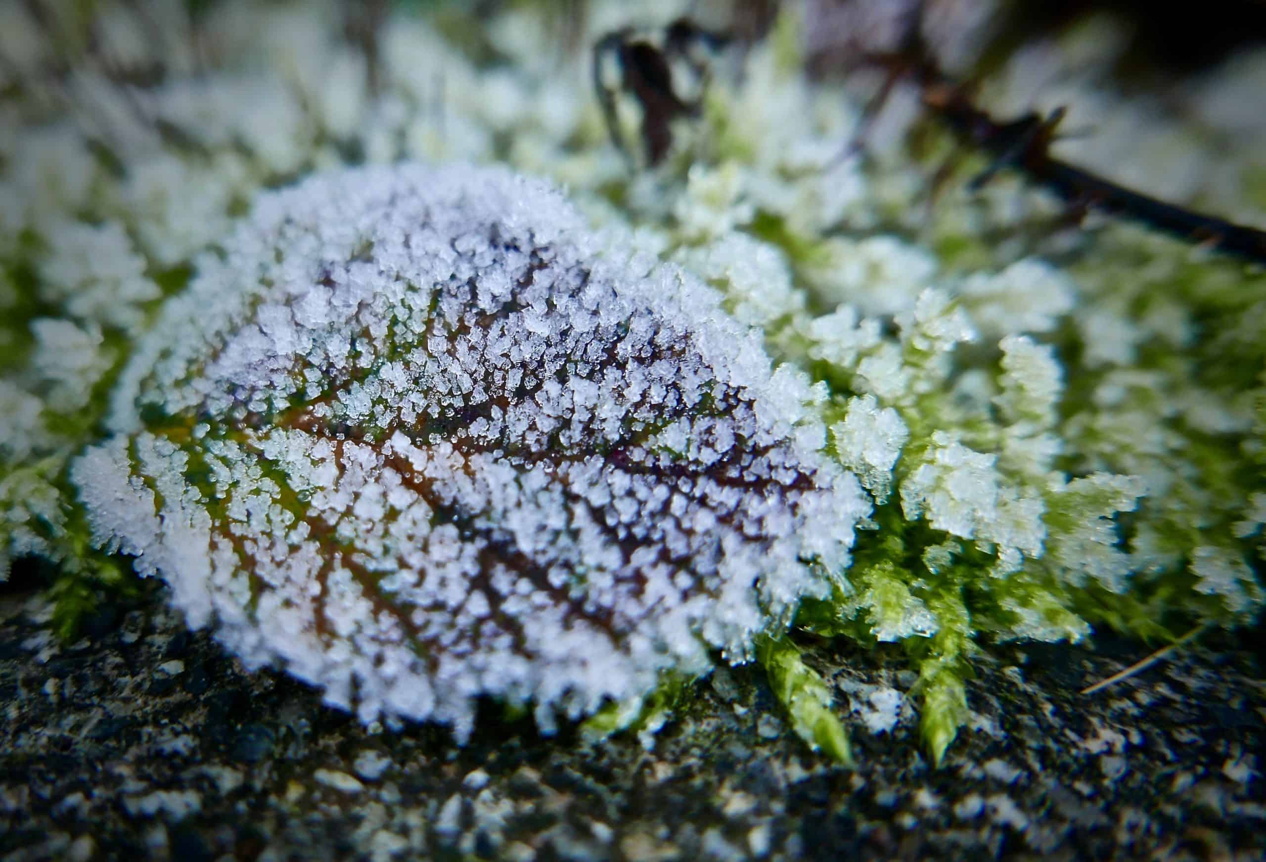 frost advisory niagara region