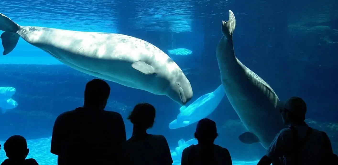 marineland niagara falls reopening