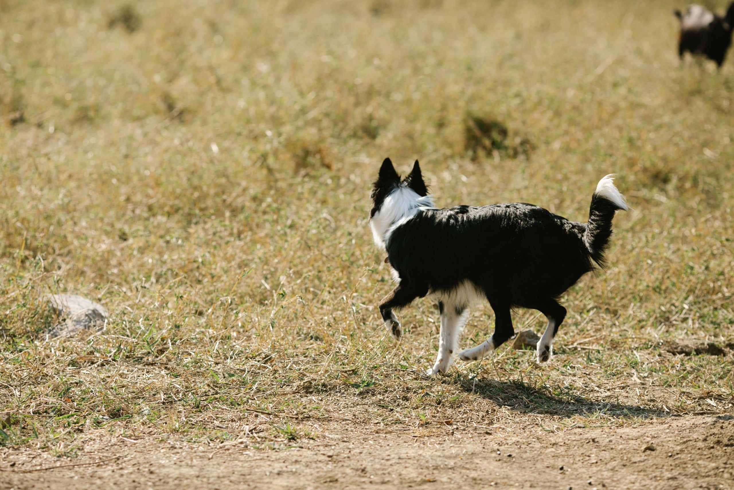 off-leash dogs fort george niagara-on-the-lake fines