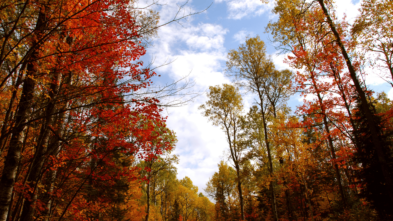 fall, weather, chilly, cool, sunshine, cloudy, southern, Ontario.