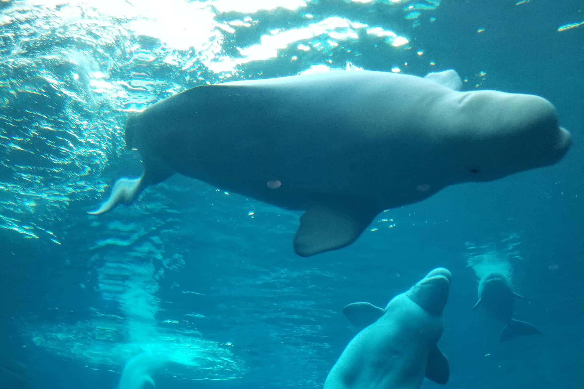 beluga whale marineland