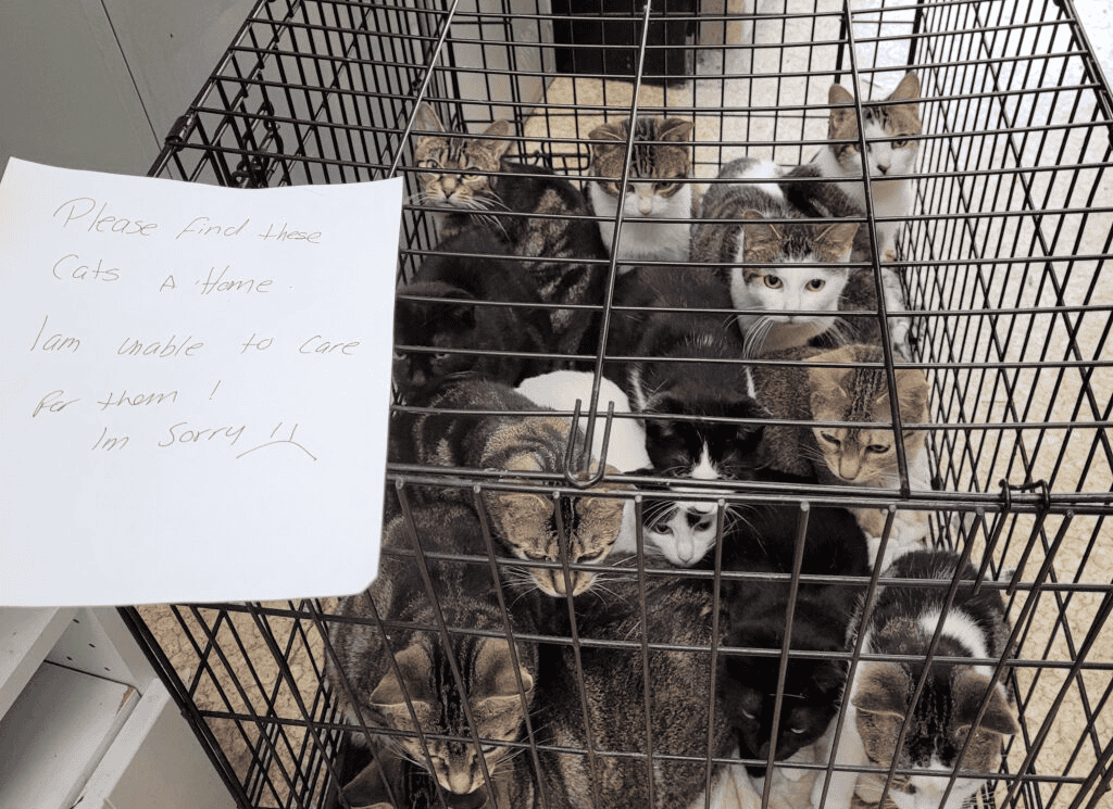 76 cats were abandoned over four days in Ontario SPCA