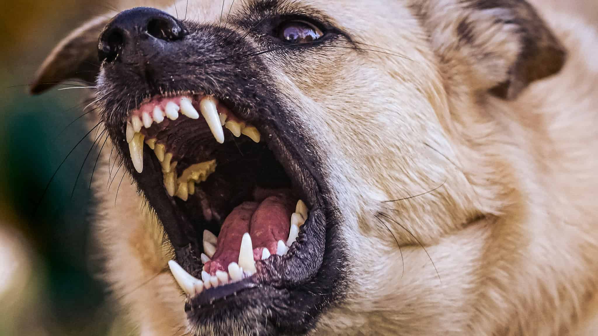 dog killed attack niagara falls