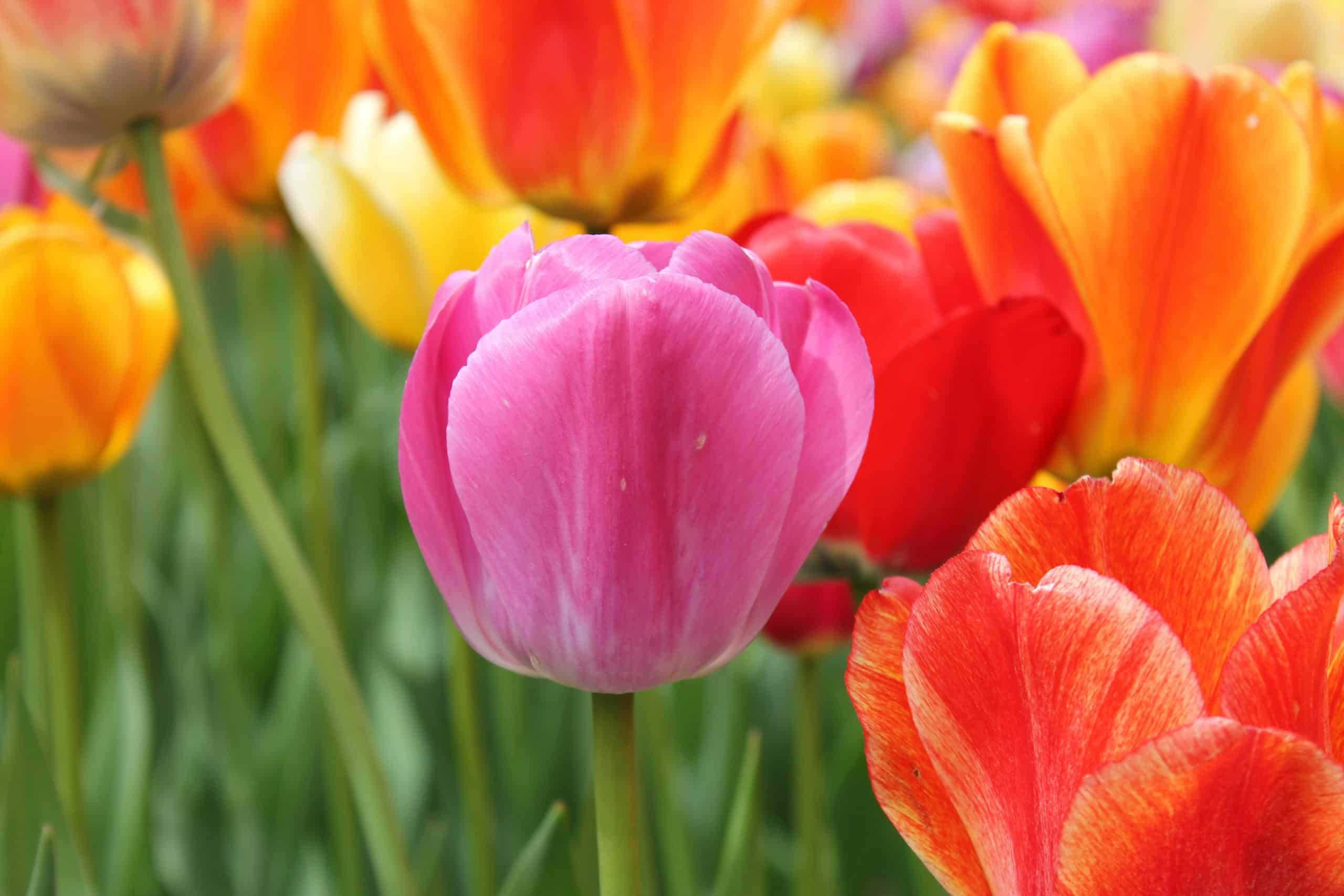3 million tulips to bloom in major Ontario tourist destination, just in time for Mother's Day