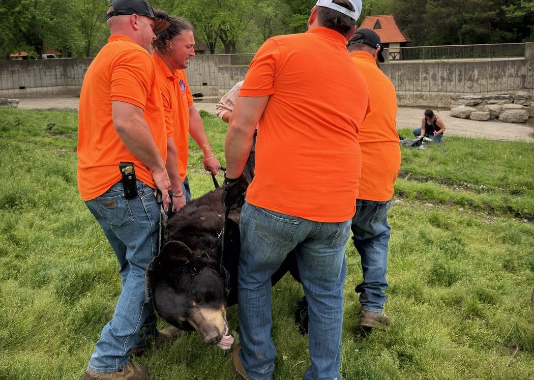 marineland moving bears to united states