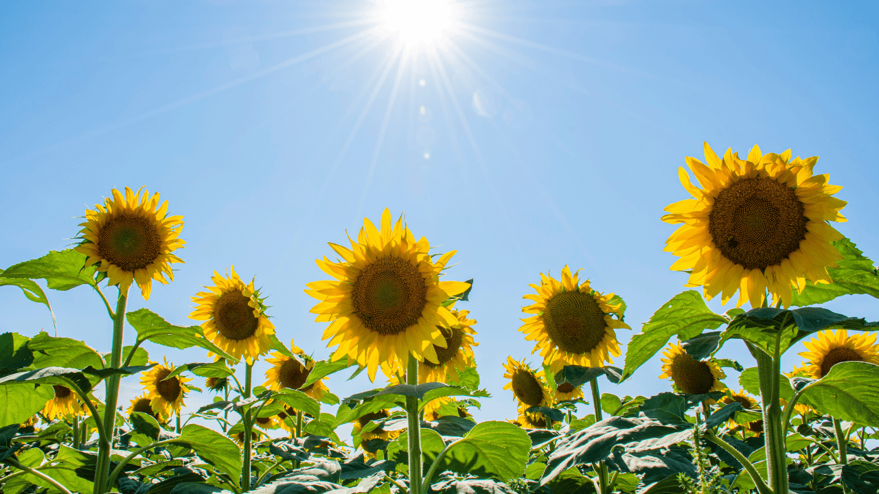 28 C and sunny skies on the way for southern Ontario this week