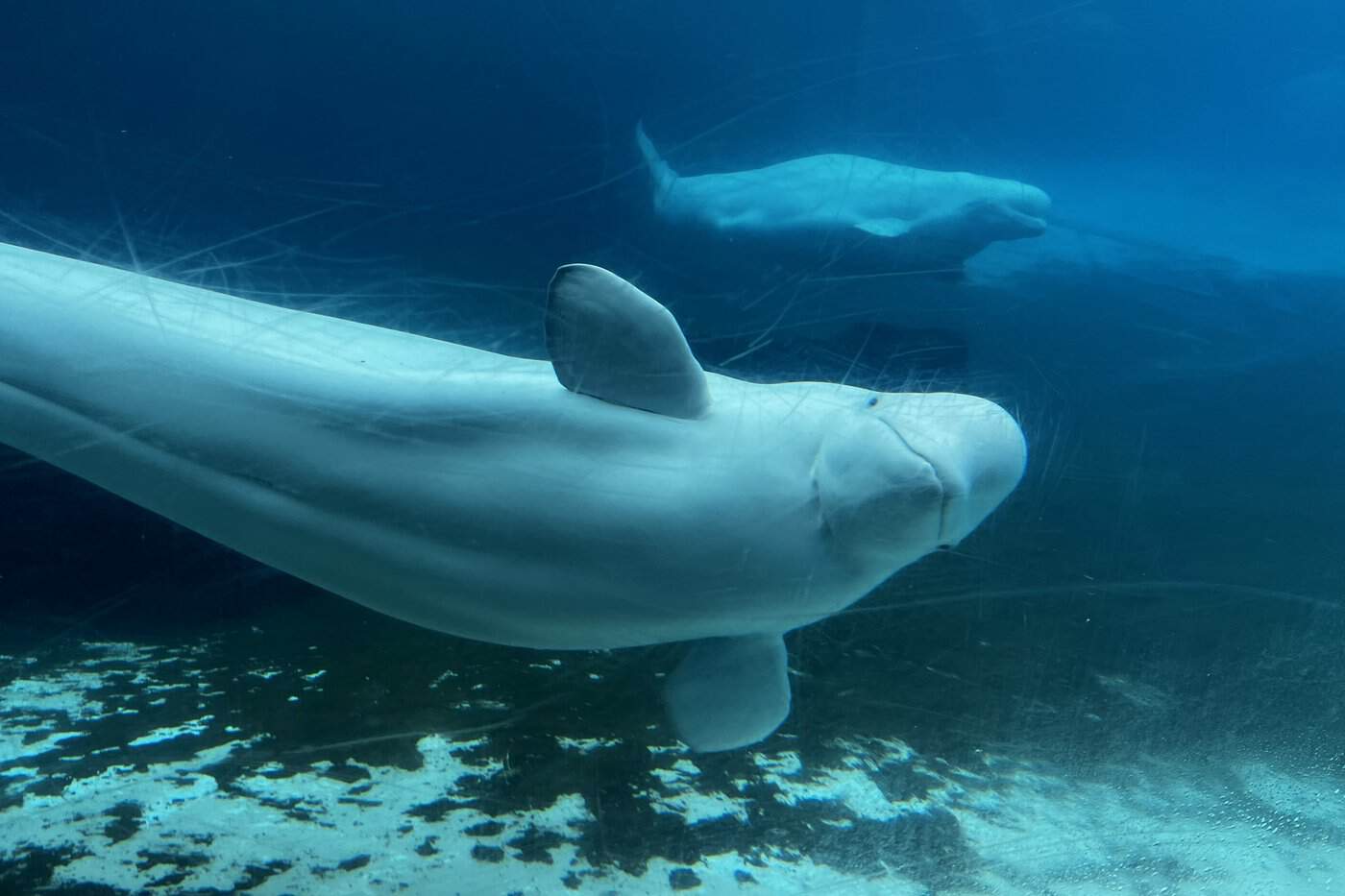 U.S. take whales dolphins marine land niagara falls ontario canada